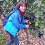 Weinwanderung Herbst 2014