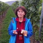 Weinwanderung Herbst 2014