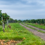 Weinwanderung Herbst 2014