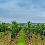 Weinwanderung Herbst 2014