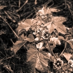 Weinwanderung Herbst 2014