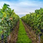 Weinwanderung Herbst 2014