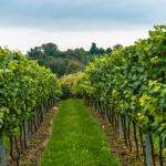 Weinwanderung Herbst 2014