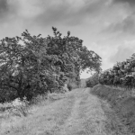 Weinwanderung Herbst 2014