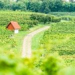 Weinwanderung Herbst 2014