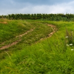 Weinwanderung Herbst 2014