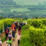 Weinwanderung Herbst 2014