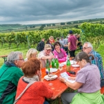 Weinwanderung Herbst 2014