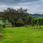 Weinwanderung Herbst 2014