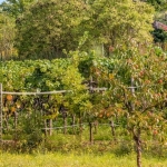 Weinwanderung 2013