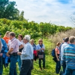 Weinwanderung 2013