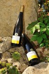 Riesling vom Kalkmergel holt Gold